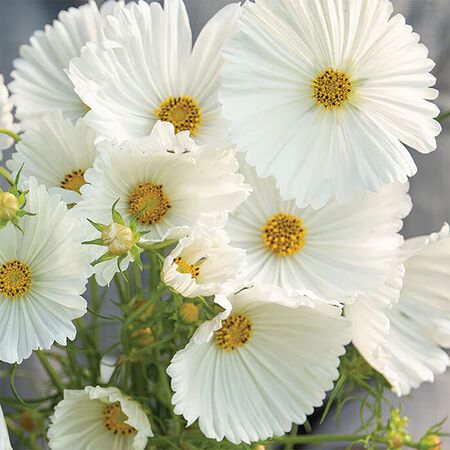 Cupcakes White, Cosmo Seeds - Packet image number null
